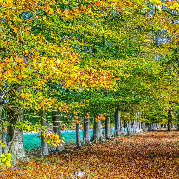 Just a Row of Beech Trees. Instant Digital Download in Four sizes. Print at Home. Instant Download to Enjoy. Golden Trees