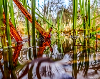 Red Leaf | Photograph. Instant Digital Download in Five Sizes. Reeds and Leaves in Water. Home Print Wall Art.