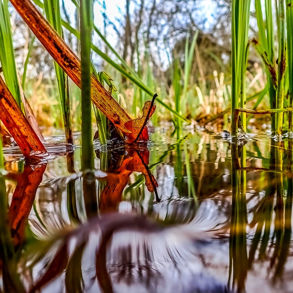 Red Leaf | Photograph. Instant Digital Download in Five Sizes. Reeds and Leaves in Water. Home Print Wall Art.