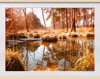 Brown Forest Pool Photo. Instant Digital Download in Four Sizes. Swinley Forest Bracknell Berkshire, England.