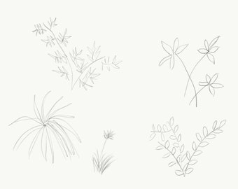 Graphite Plants. A Sketch by Claire. Download and Print. 7x5 A4 or A5 Print at Home