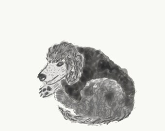 Lottie Poodle. A Sketch by Claire. Square picture to print at Home. Instant Digital Download