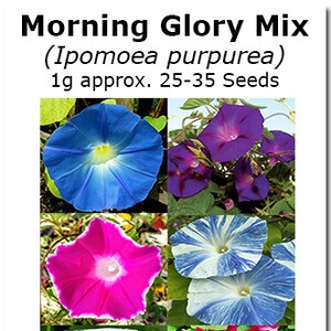 25 Seeds Blue Picotee Morning Glory Seeds Ipomoea Seeds Etsy