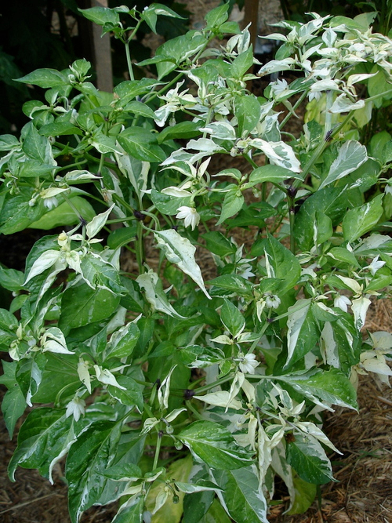 Fish Pepper capsicum Annuum Longum 10 or 100 Seeds Etsy Canada