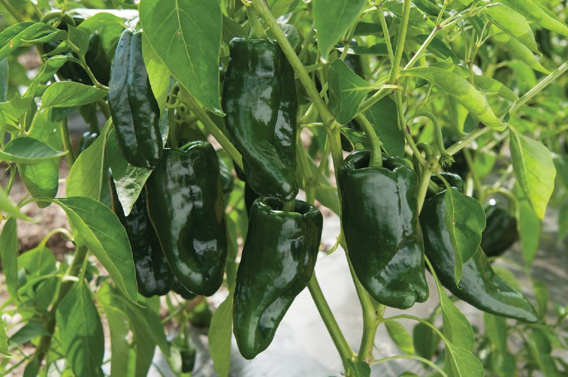 Ancho Poblano Chile Pepper Capsicum annuum 0.5g approx. 80 Etsy