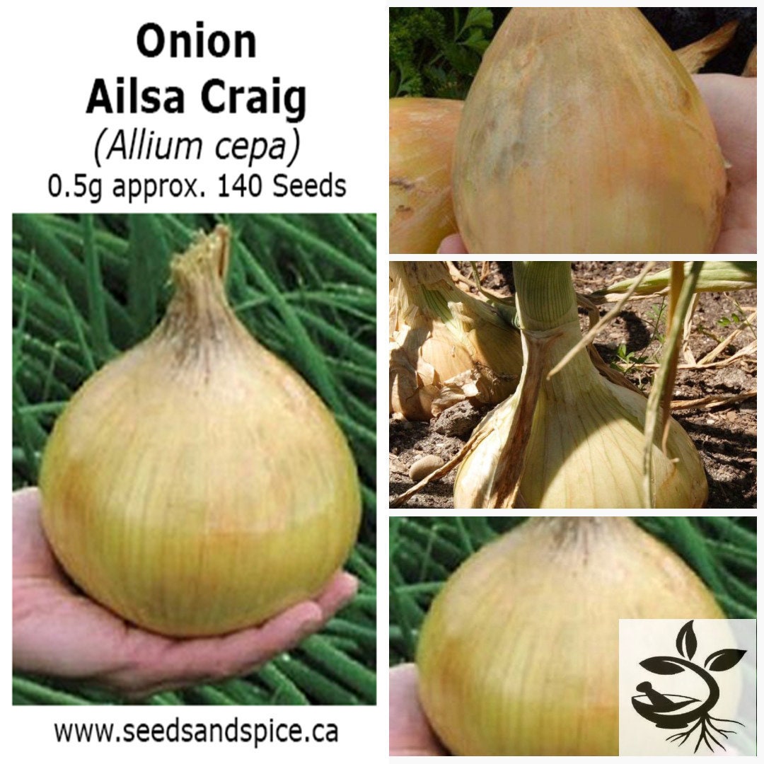 Ailsa Craig Onion Allium cepa 1g approx. 280 Seeds Etsy