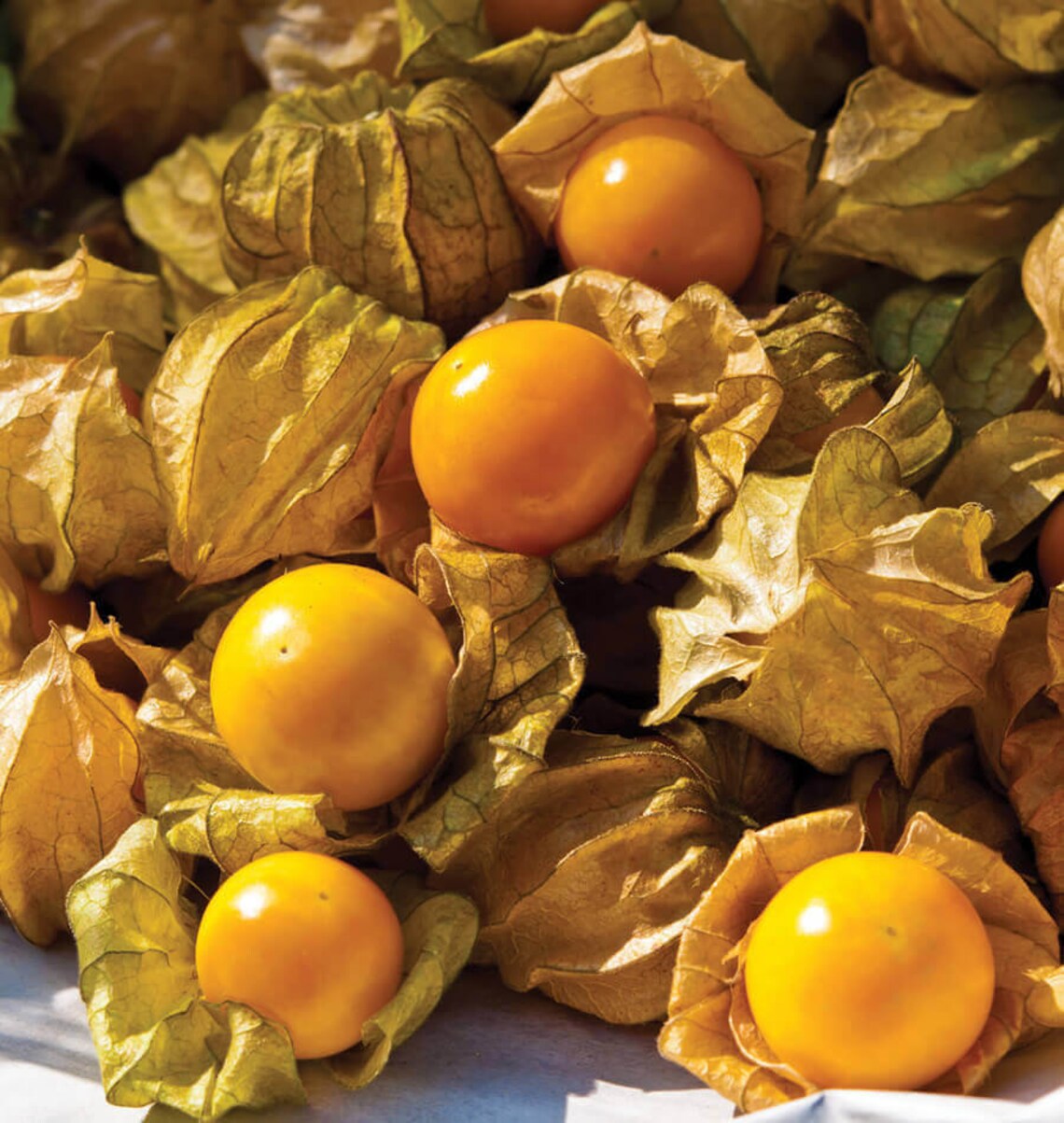 Ground Cherry physalis Pruinosa 0.25g Approx. 325 Seeds Etsy