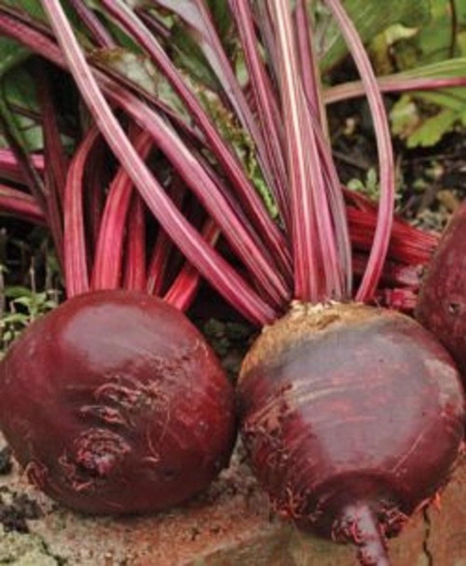 Early Wonder Beet Beta vulgaris 5g 200250 Etsy