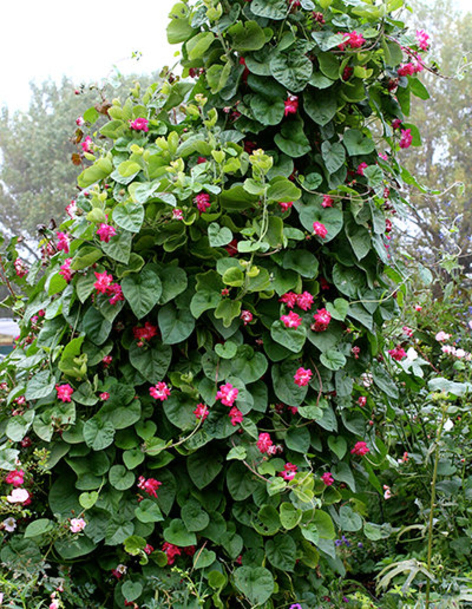 Sunrise Serenade Morning Glory Ipomoea imperialis 0.5g | Etsy