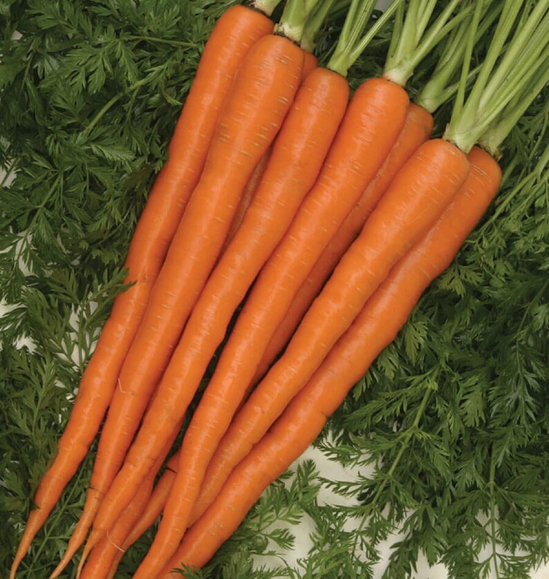 Морковь гибриды. Морковь каротелька. Морковь гибрид. Овощи корнеплоды. Морковь Император.