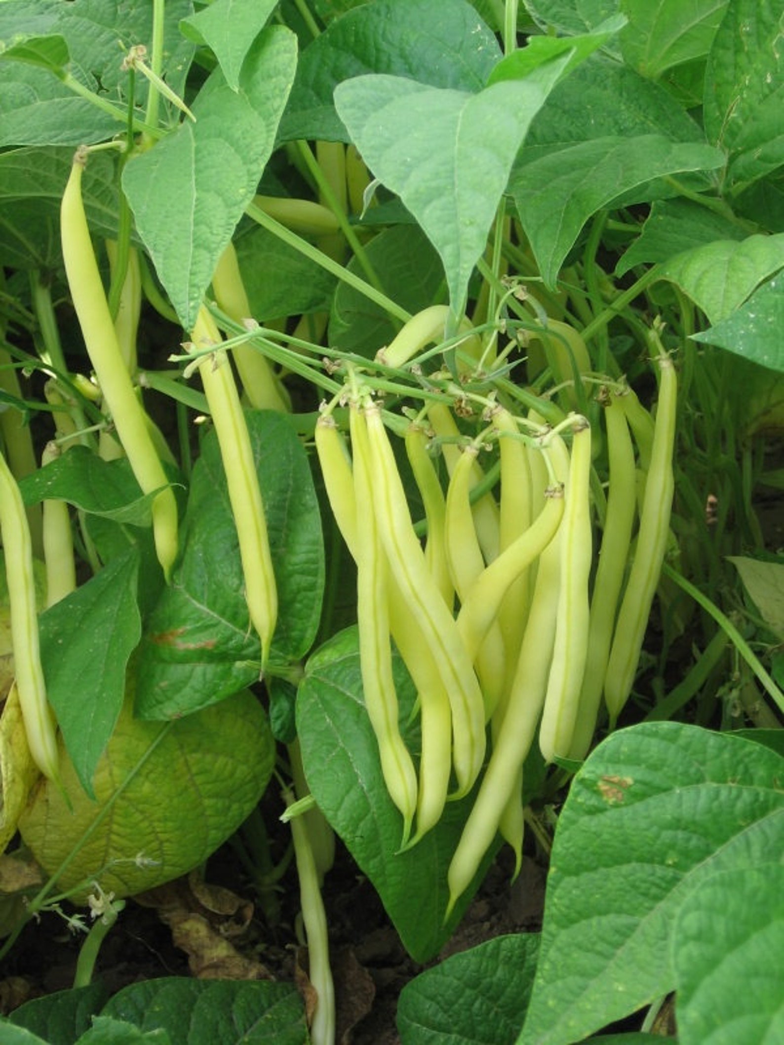 Gold Rush Yellow Bush Bean phaseolus Vulgaris 25g Approx. Etsy