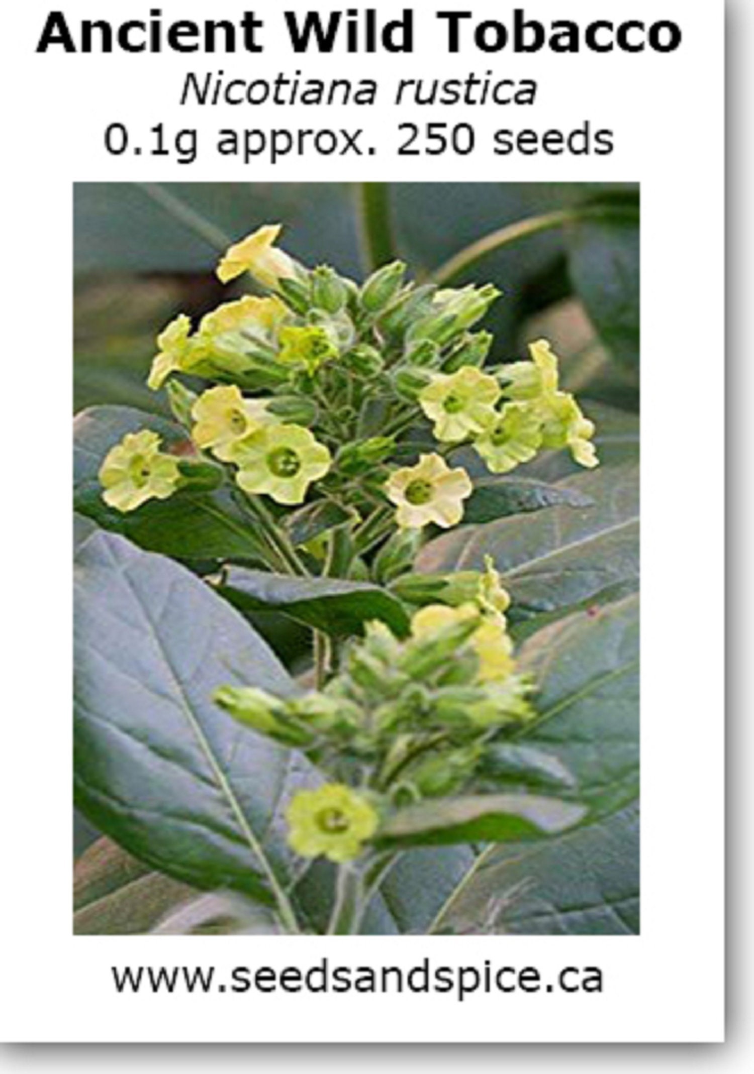 Ancient Wild Tobacco nicotiana Rustica 0.1g 250 Seeds Etsy Canada