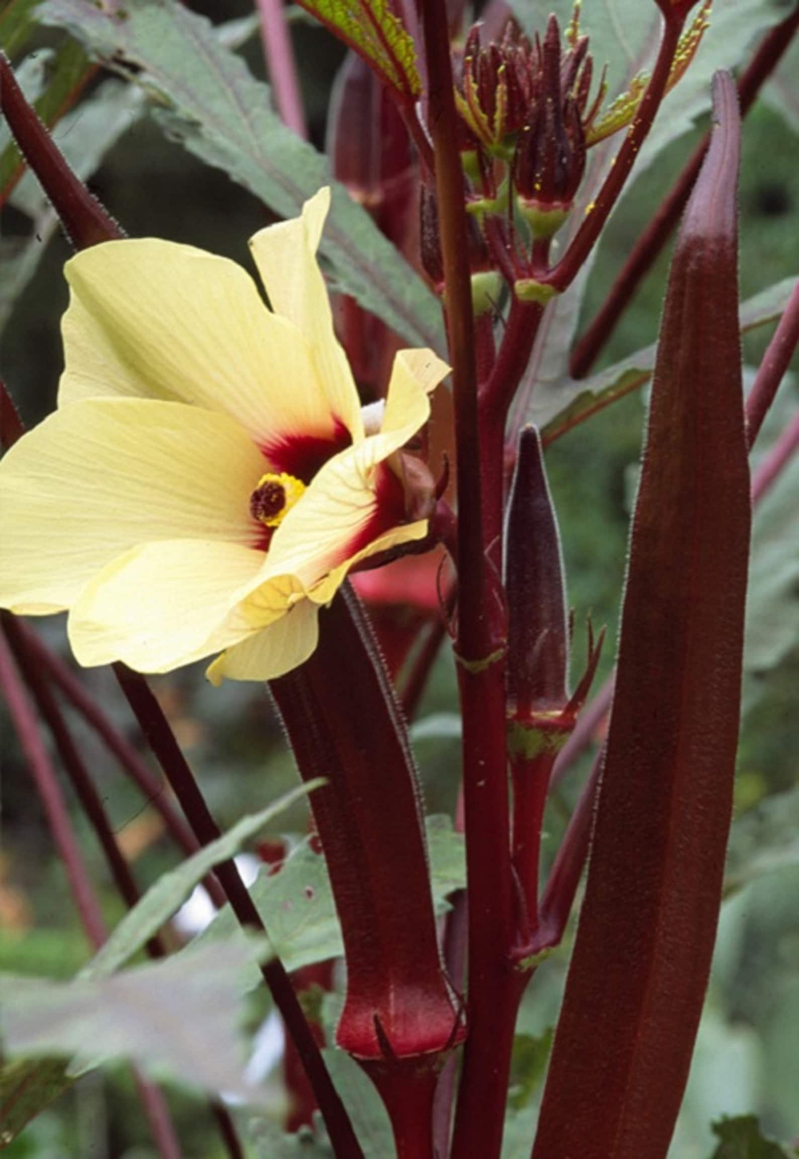 okra project