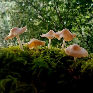 Peut inclure: Plusieurs petits champignons brun clair, avec des chapeaux délicats et des tiges blanches fines, poussant sur un lit de mousse verte vibrante. L'arrière-plan est une vue floue d'une forêt verdoyante.