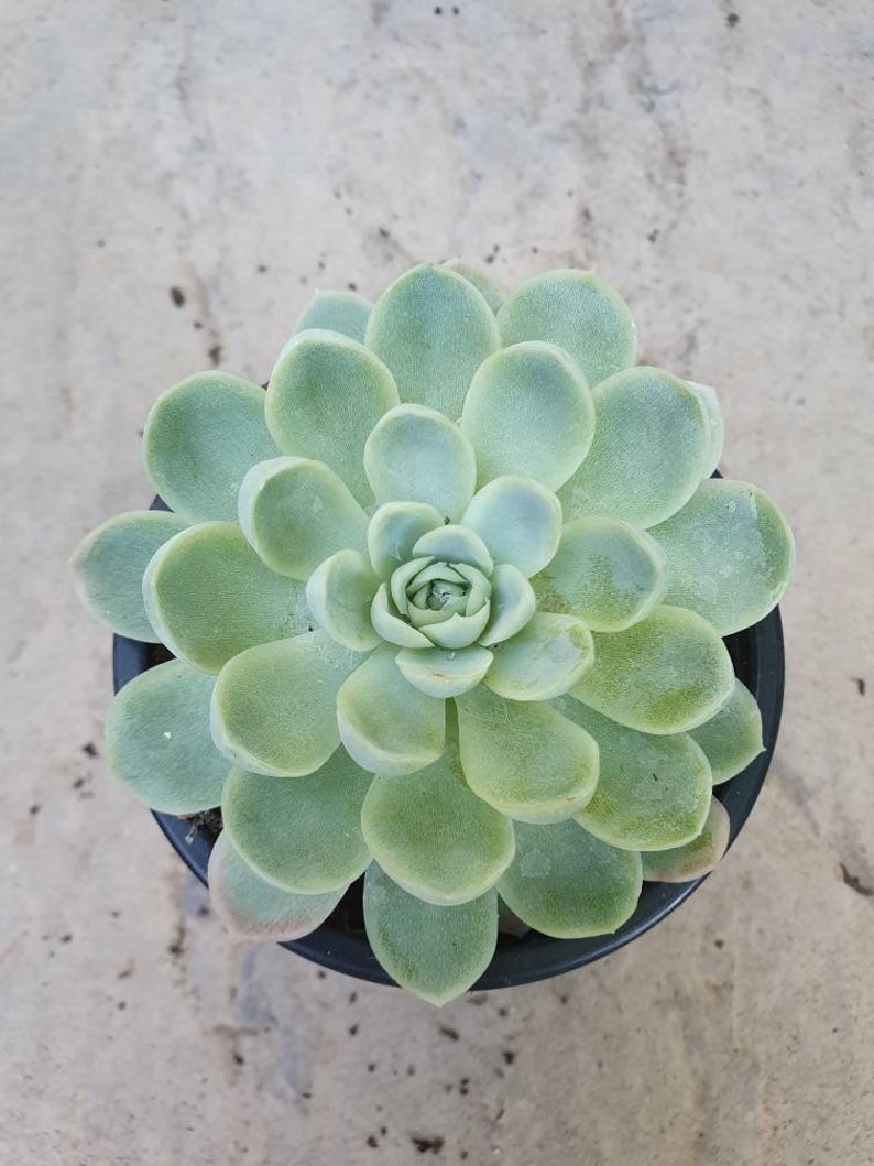 Echeveria elegans 9cm azul suculento jardín soleado planta | Etsy