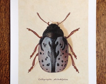 Limited edition calligraphy beetle giclee nature print