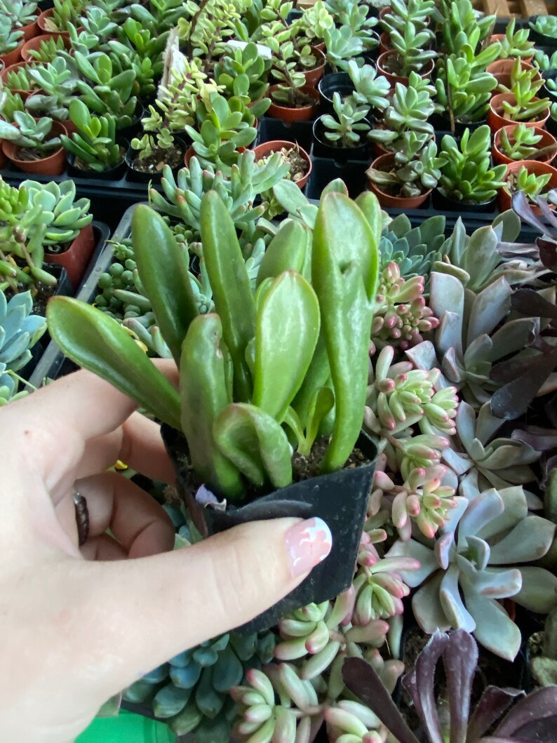 Crassula ETs Fingers Jade Live Succulent Plant 2 Pot Etsy
