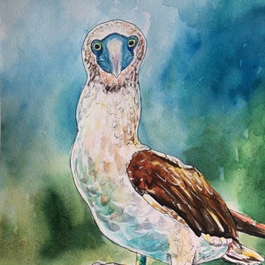Blue-Footed Booby Watercolor - Original