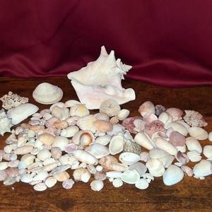 May include: A large collection of assorted seashells in various shapes, sizes, and textures. The assortment includes small white bivalves, spiral conch shells, and textured fragments in shades of cream, tan, pink, and white, scattered across a surface.