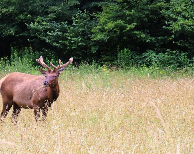 Wildlife photography - Meadow Elk - Animal photo -Nature print - Wildlife - Wall decor - Wildlife photography - travel print - nature