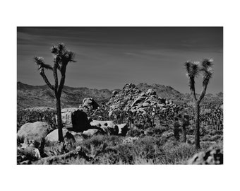 Joshua Trees