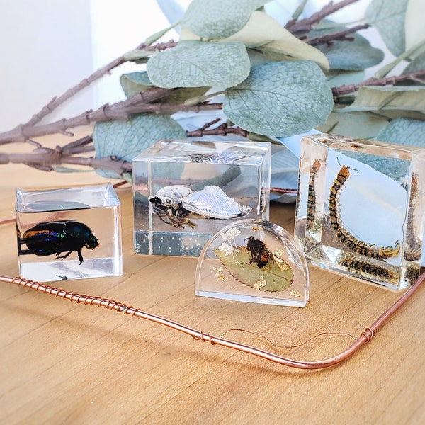 Custom insect keepsake, Insects in resin, Put your bug in resin, Real Insects, Bugs, Taxidermy, Weird Gifts,  Special Keepsakes, Insects Art