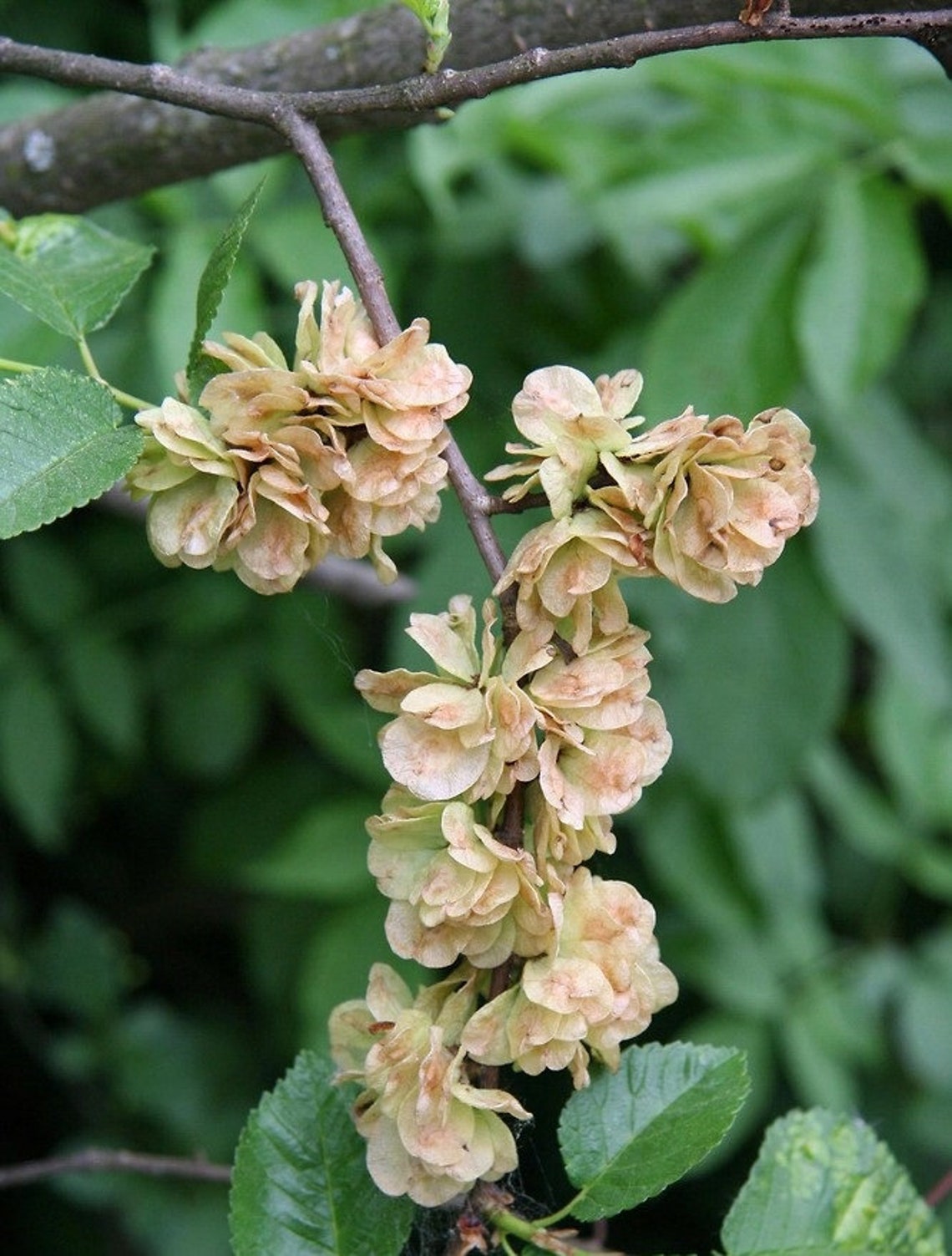 Chinese Elm Tree SEEDS Etsy