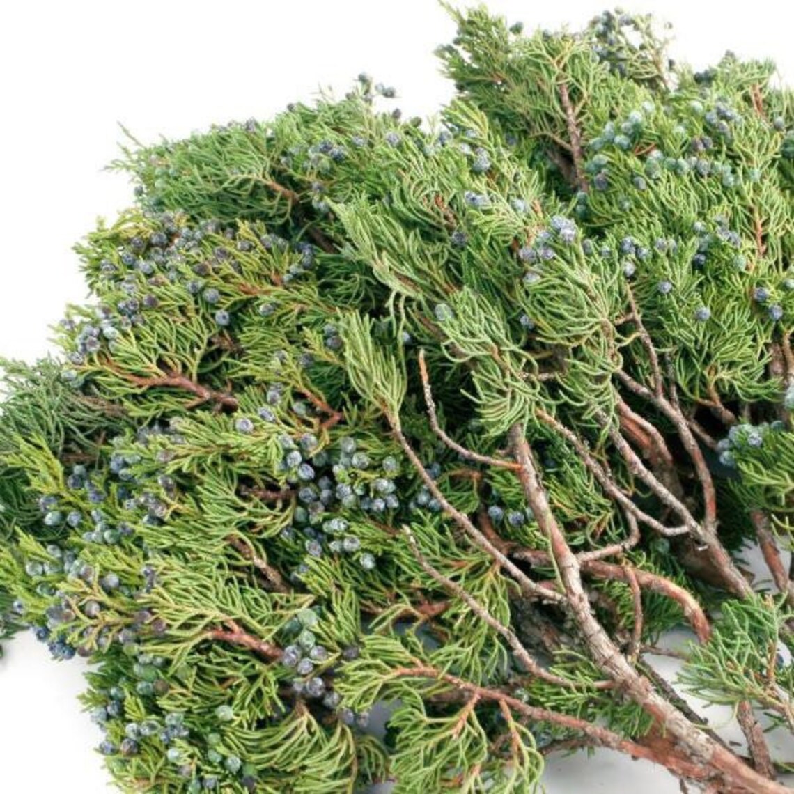 Fresh Cut Evergreen Juniper Boughs Branches Cuttings Etsy