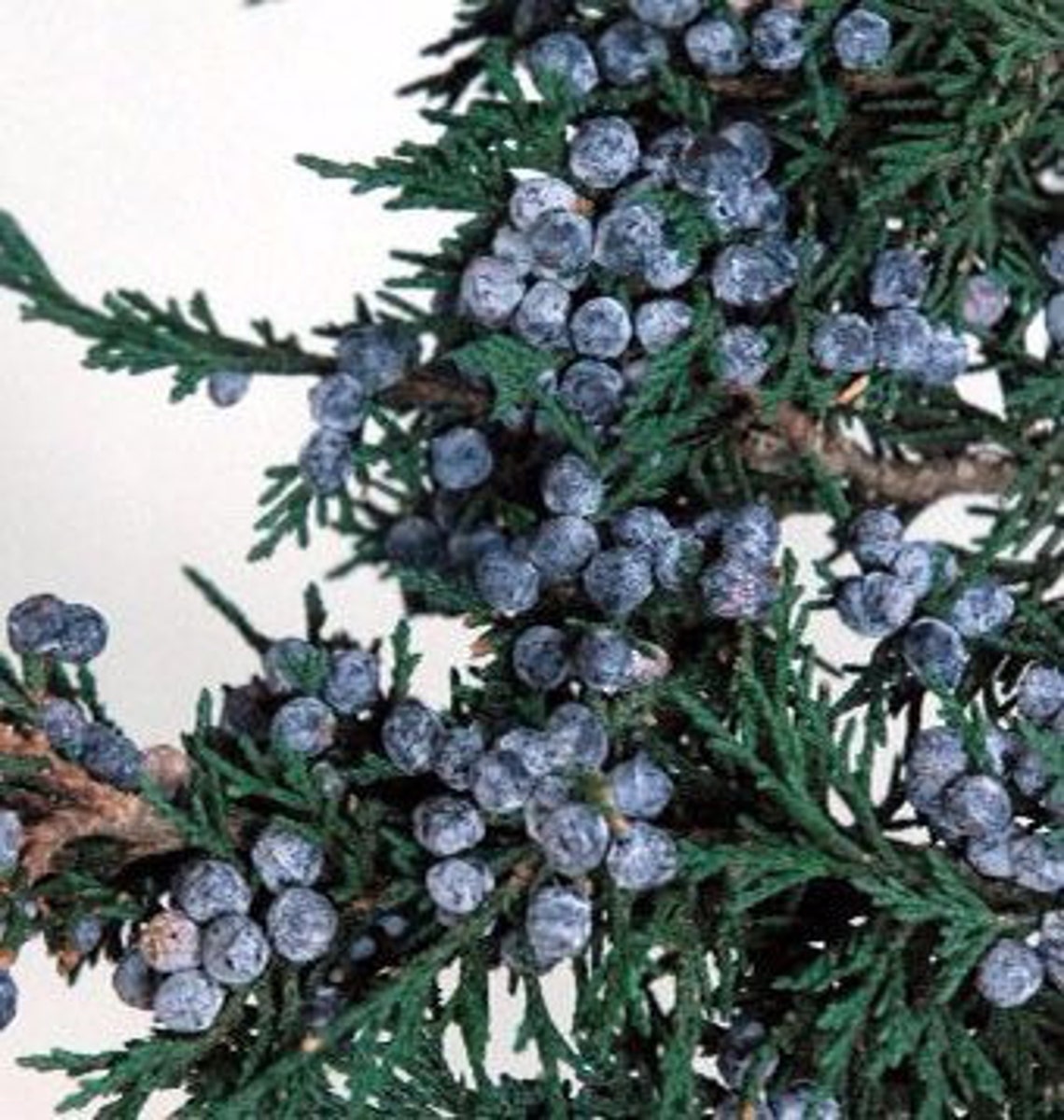 Fresh Cut Evergreen Juniper Boughs Branches Cuttings Etsy