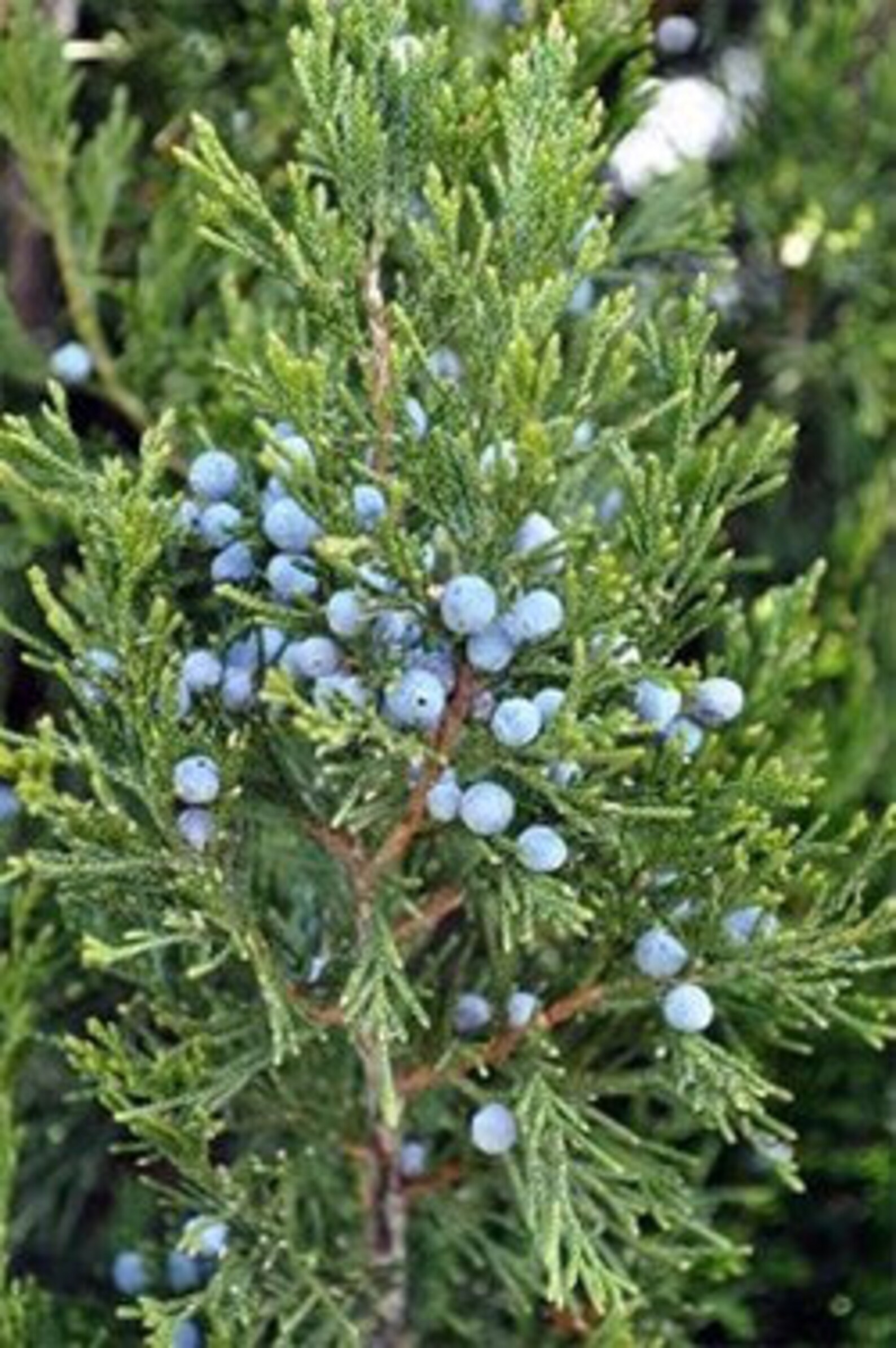 Fresh Cut Evergreen Juniper Boughs Branches Cuttings Etsy