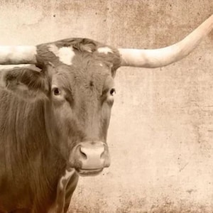 May include: A close-up of a brown and white longhorn steer with large horns. The steer is looking directly at the camera. The background is a light brown, textured surface.
