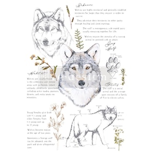 May include: A detailed illustration featuring three depictions of wolves, accompanied by text describing their behavior, habitat, and facts. The artwork includes sketches of wolf faces, a paw print, and a full body outline, all in grayscale.