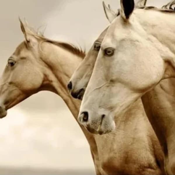 Reversed SEPIA HORSES - A1 & A3 - Mint by Michelle Decoupage Paper