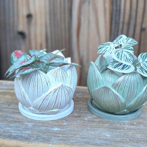 May include: Two lotus-shaped planters with matching saucers. The left planter is white with brown detailing, holding a plant with green and red-veined leaves. The right planter is sage green with brown detailing, holding a plant with white-variegated leaves.