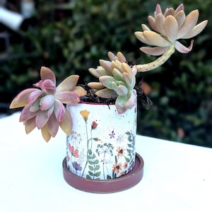May include: A white ceramic planter with a speckled finish and a colorful botanical wildflower print, resting on a dark brown circular saucer. The planter holds a succulent plant with multiple rosettes featuring pale pink and green leaves.