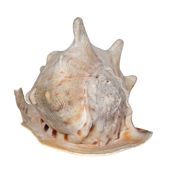 Large "King Helmet" Seashell - Cassis tuberosa - Cassidae - Western Atlantic Ocean - (7 inch / 18 cm)