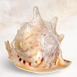Seashells - Large "King Helmet" Seashell - Cassis tuberosa - Cassidae - Western Atlantic Ocean - (7 inch / 18 cm)