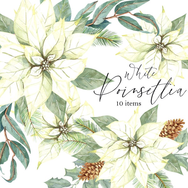 Christmas watercolor Poinsettia, white flowers, New Year invite card, Christmas greenery, Digital clipart PNG, Digital download