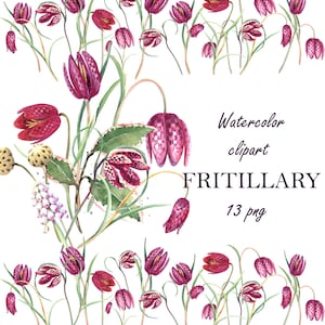 Aquarell Fritillary Fritillaria Clipart, Schlangenkopf, karierte Lilie, Blumen Clipart, digitaler Download Schach Blume PNG