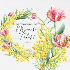 Mimosa, tulipani, composizione di bouquet primaverile, festa della mamma, decorazioni rustiche per matrimoni, fiori png, clipart acquerello