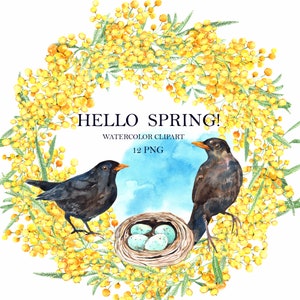 Clipart acquerello di Pasqua Mimosa, composizione di bouquet primaverile di merli, festa della mamma, decorazioni rustiche per matrimoni, fiori png