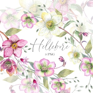 Rosa de Natal em aquarela, clipart de Hellebore, flor rosa, cor branca, cartões de casamento florais, convite de aniversário, clipart digital PNG