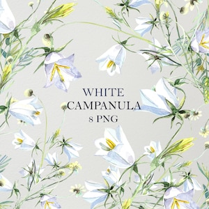 Campanule blanche, campanules, campanule, fleurs sauvages, clipart PNG, aquarelle florale, cartes de mariage, anniversaire, invitation fête des mères