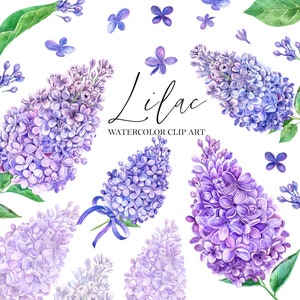 Acuarela Lila Clip art, Blue Lila Flower, Floral Clipart, Primavera, Boda, Tarjeta del día de la madre, PNG digital