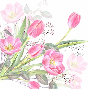 Clipart floral de tulipas rosa aquarela, Páscoa, cartão de dia das mães, fundo de casamento, planta. Pintados à mão, PNG