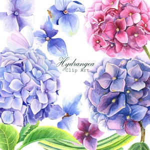 Blue Lila Pink Hydrangeas - Digitale Clipart PNG - Aquarelle florale - Cartes de mariage - Invitation d’anniversaire - AMOUR - Saint-Valentin - DIY