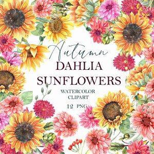 Girassóis dália aquarela clipart floral, flores rosas de outono, queda, cartão de dia das mães, plano de fundo de casamento, planta. Pintado à mão, PNG