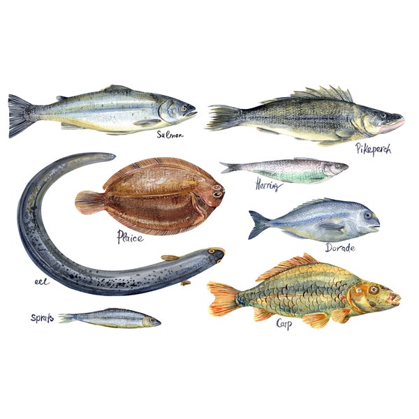 Watercolor fish clipart - digital download - carp, eel, herring, pike perch, salmon, dorado, carp, plaice, sprats - PNG Clip Art - DIY