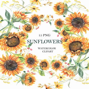 Girassóis aquarela clipart floral, flores amarelas de outono, outono, cartão de dia das mães, plano de fundo de casamento, planta. Pintado à mão, PNG
