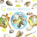 Watercolor Seafood, Oyster Clipart, Food Clip Art, Digital PNG ...